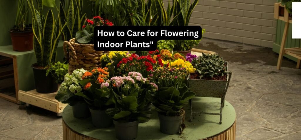 How to Care for Flowering Indoor Plants" How to Care for Flowering Indoor Plants
