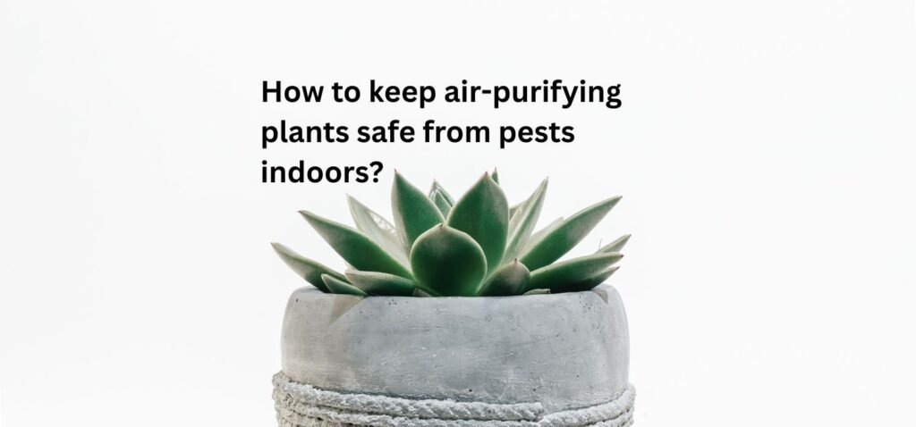 How to keep air-purifying plants safe from pests indoors? pests