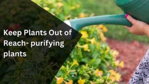 Step 4: Keep Plants Out of Reach- purifying plants 