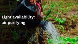 How to choose air purifying plants that are safe for cats and dogs? Light availability: air purifying