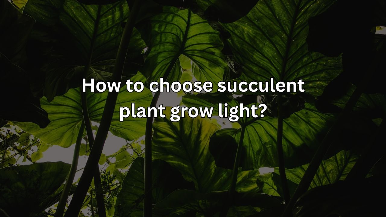 How to choose succulent plant grow light?