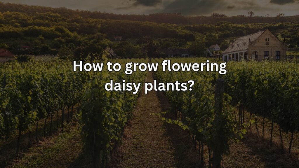 How to grow flowering daisy plants?