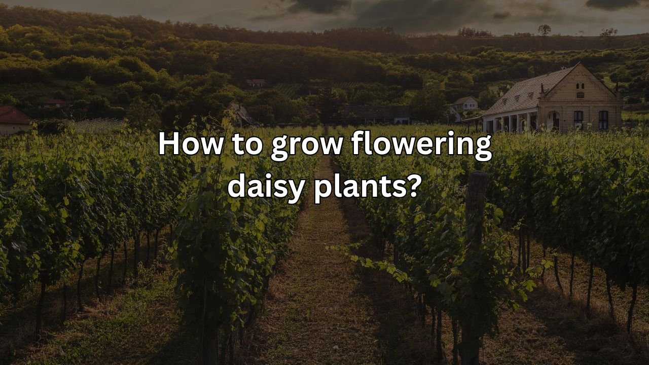 How to grow flowering daisy plants