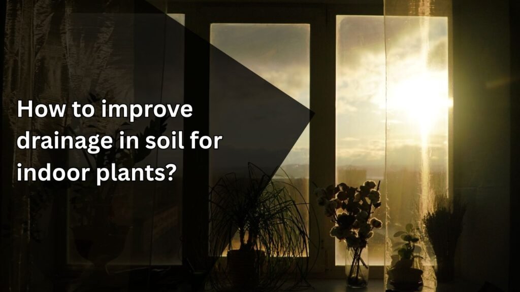 10 Expert Tips to Improve Soil Drainage for Healthy Indoor Plants”