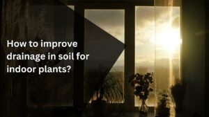 10 Expert Tips to Improve Soil Drainage for Healthy Indoor Plants”