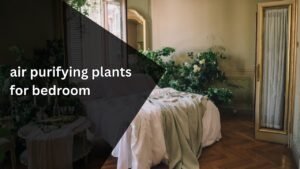 How to choose the best air purifying plants for bedroom spaces?