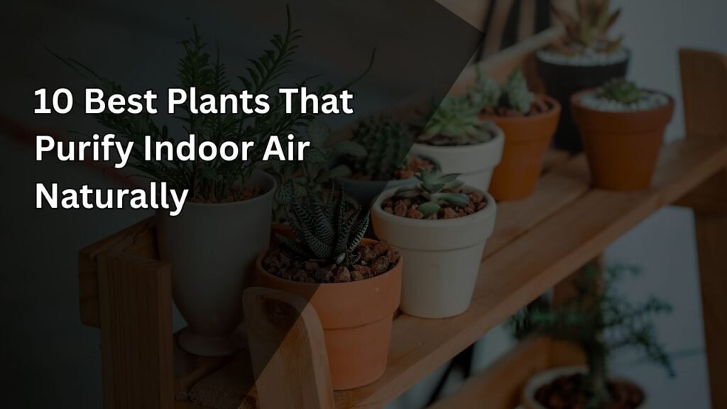 🌿 10 Best Plants That Purify Indoor Air Naturally