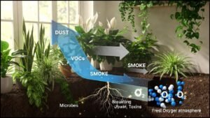 how plants remove air toxins (7)