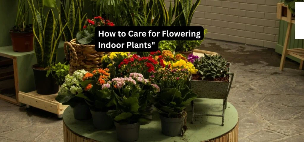 How to Care for Flowering Indoor Plants