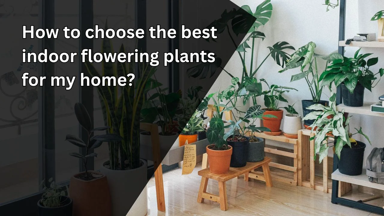 1. How to choose the best indoor flowering plants for my home?