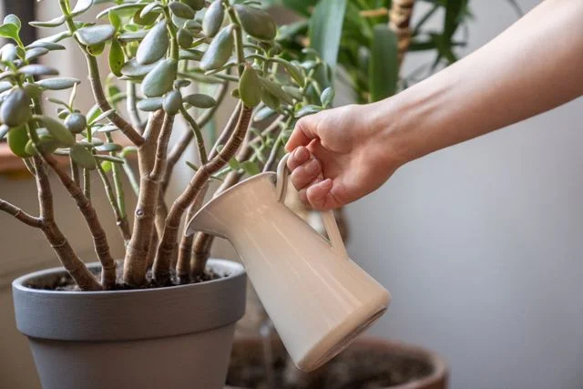 How to Care for Indoor Plants in Winter